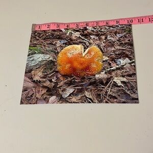 𝅺amanita Muscaria Mushroom 8 x 10 Photo‎ Print
